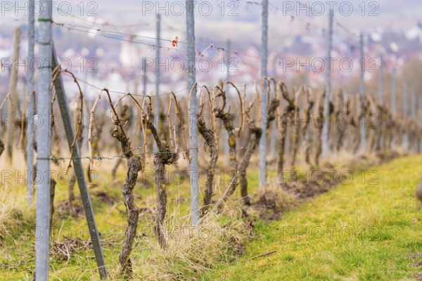 Detailed view of vines in a vineyard with steel posts and distance in the background, Großbottwar,
