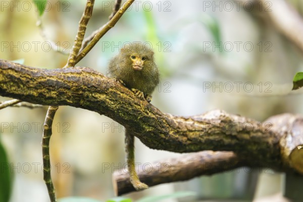 Eastern pygmy marmoset (Cebuella niveiventris) climbing on a tree in a forest, captive, Germany,