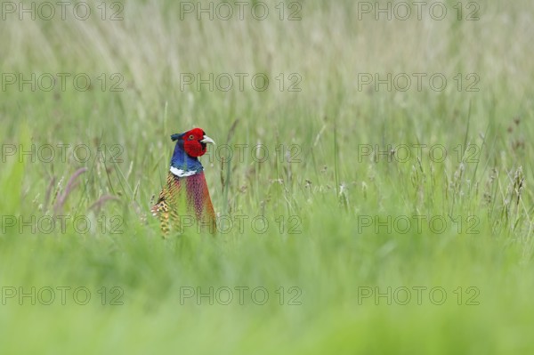 Pheasant, hunting pheasant (Phasianus colchicus), adult male bird in a meadow, lifts its head out