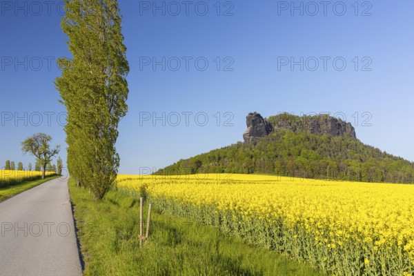 Table mountain Lilienstein surrounded by flowering rape fields (Brassica napus) and poplar avenue