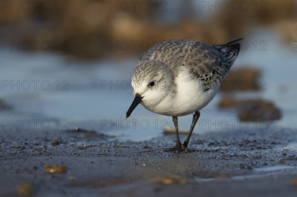 Sanderling (Calidris alba) adult wading bird in winter plumage searching for food on a beach,