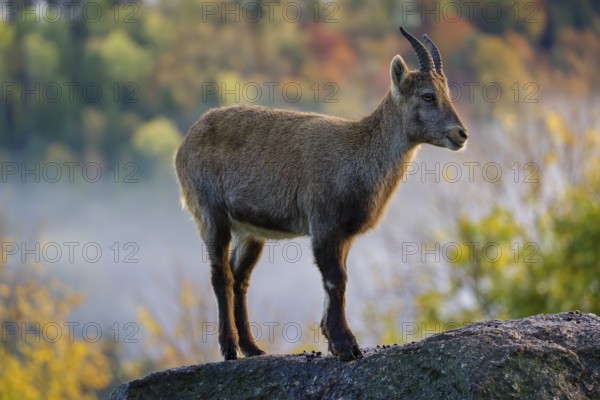 An adult female ibex (Capra ibex) stands on a rock. A forest in autumn colors can be seen in the