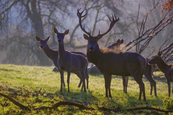 A herd of red deer hind and a stag (Cervus elaphus) stand backlit on a meadow. Early morning light