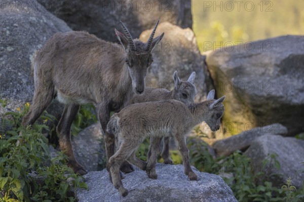 One adult female ibex (Capra ibex) standing on a rock with her two babies next to her. Some rocks