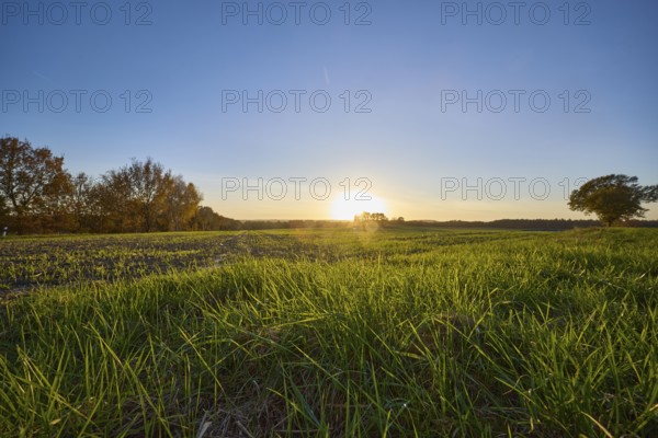Landscape, grass, fields, trees, sunset, backlight of the sun, frog perspective, Hanstedt in der