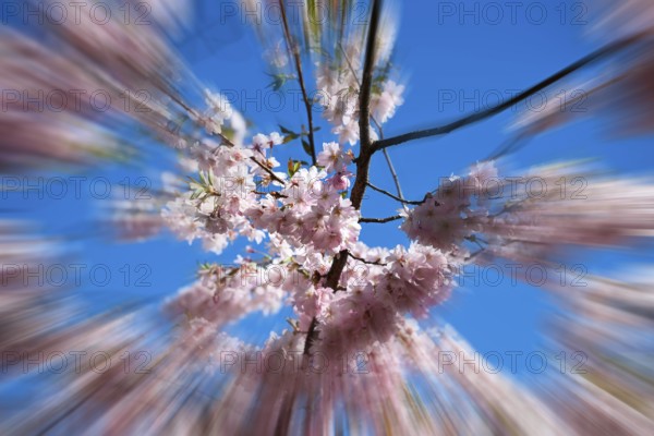Japanese Cherry, Oriental Cherry, Japanese Cherry Tree, Japanese Blossom Cherry Tree (Prunus
