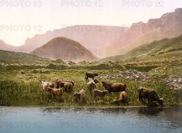 Cattle drinking water from a loch in Scotland, c. 1890, Historic, digitally restored reproduction