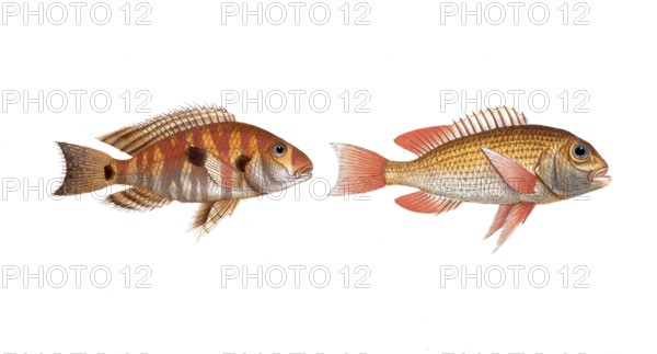 Fish, fish, left: Family of sea bream, Sparus surinamensis, the surinamese Brassem, the gilt-head