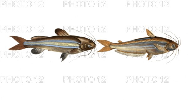 Fish, fishes, left: Genus of fish from the family of true catfishes within the order of catfishes,