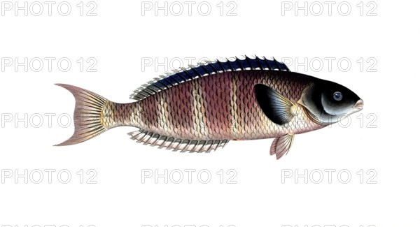 Fish, Fish, Genus of Wrasse, Labrus lunaris, Historical, digitally restored reproduction from a