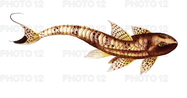 Fish, Pisces, Loricaria maculata, the spotted armoured fish, The maculated Cuirassier, Historical,