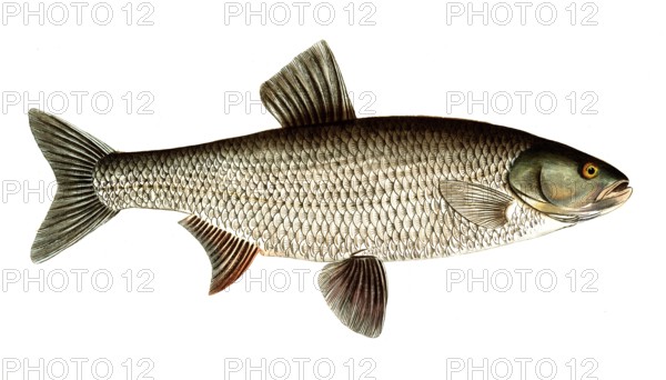 Fish, Fish, Genus of carp fish, Cyprinus Aspius, Leuciscus aspius, Asp or Schied, Asp, Historical,