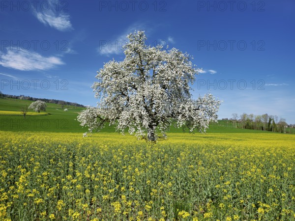 Flowering pear tree (Pyrus communis), standing in a field of flowering rape, Beinwil, Freiamt,