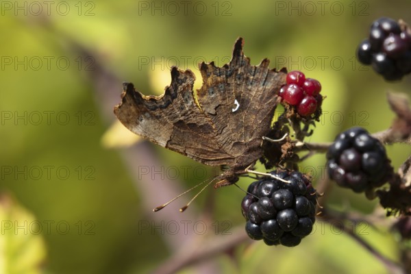 Comma butterfly (Polygonia c-album) adult insect feeding on a blackberry fruit in the summer,