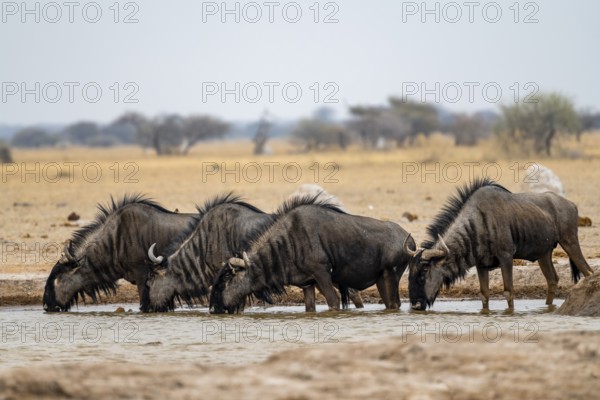 Blue wildebeest (Connochaetes taurinus), four wildebeest drinking at a waterhole, Nxai Pan National