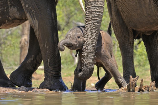 African elephant (Loxodonta africana), young animal, with mother, baby elephant, calf, at the