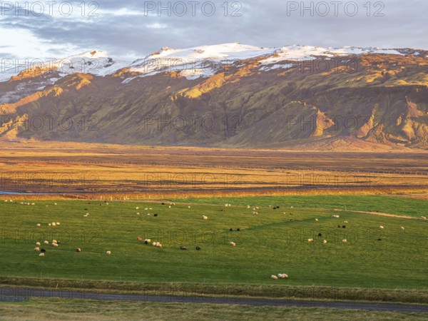 Grazing sheep, warm light at sunset, view over meadows to glacier Eyjafjallajökull, Fljotsdalur