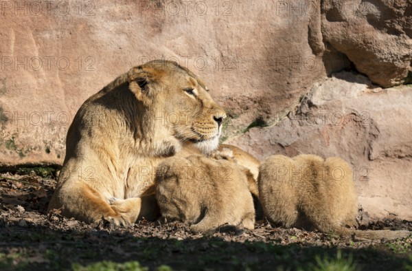 Asiatic Lion (Panthera leo persica), female, mother lying on the ground and suckling her two cubs,