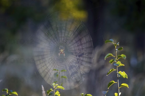 Cross spider (Araneus), garden cross spider (Araneus diadematus) wheel web, garden cross spider,