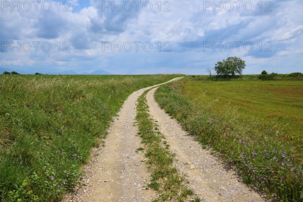 A country lane leads through flowering meadows under a sky with clouds, Valensole,