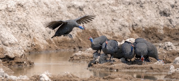 Helmeted guinea fowl (Numida meleagris), group at the waterhole, guinea fowl in flight, Nxai Pan