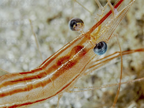 Close-up of a striped red-brown shrimp with striking eyes and fine details, unicorn shrimp