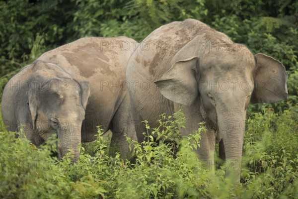 Indian elephants (Elephas maximus indicus), Khiri Khan, Hua Hin, Kui Buri National Park, Thailand,