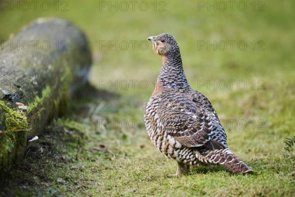 Western capercaillie (Tetrao urogallus) female (hen) standing on the ground at the edge of a foest,