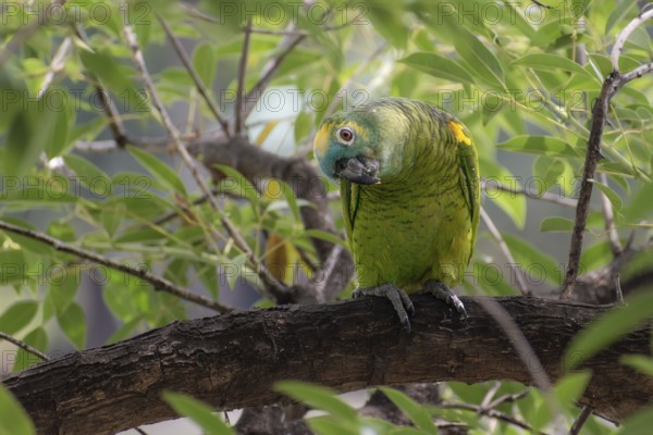 Free-living blue-fronted amazon (Amazona aestiva) in a public park in Buenos Aires, Argentina,