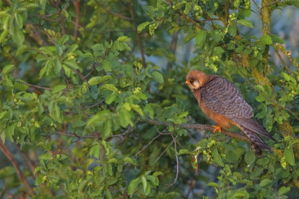 Red-footed Falcon, (Falco vespertinu), perching station, falcon family, Tower Hide, Tiszaalpár,