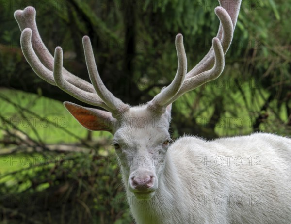 Leucistic red deer (Cervus elaphus) stag, white morph at forest edge with antlers covered in velvet