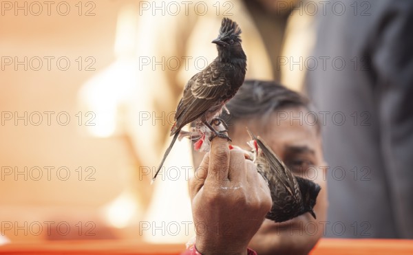 Hajo, India. 15 January 2024. Bird owners hold red-vented bulbuls before fighting during a