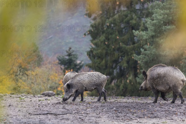 A group of wild boar or wild pig (Sus scrofa), walking over an opening in early morning light,