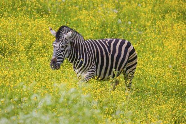 Chapman's zebra (Equus quagga chapmani) grazing on a yellow flowering meadow