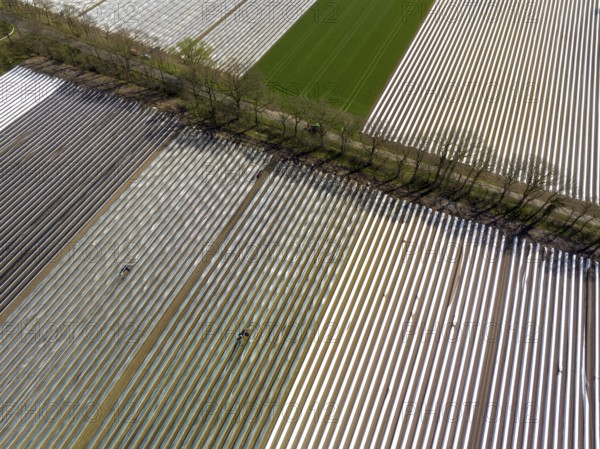 Wesel, North Rhine-Westphalia, Germany, Harvest workers from Eastern Europe harvest the first