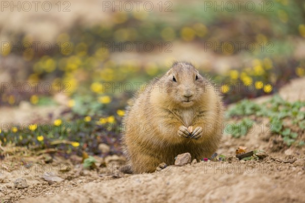 A black-tailed prairie dog (Cynomys ludovicianus) sits upright on sandy ground, observing the