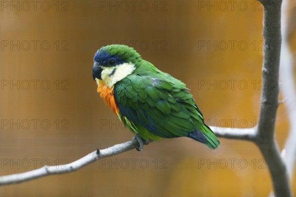 Orange-breasted Fig Parrot (Cyclopsitta gulielmitertii), adult male bird perched on a branch,