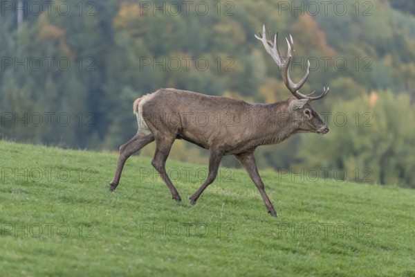 One Red Deer stag (Cervus elaphus) at the rutting season, walking over a meadow, calling. A forest