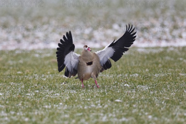 Egyptian goose (Alopochen aegyptiaca), adult bird in flight, landing on a meadow with wings