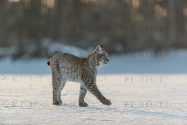 One young male Eurasian lynx, (Lynx lynx), walking over a snow covered meadow in backlight