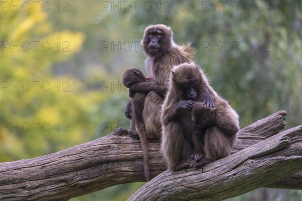 Two female Gelada (Theropithecus gelada), or bleeding-heart monkey sitting on a log each grooming