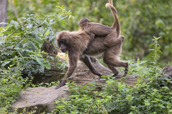 One female with one baby Gelada (Theropithecus gelada), or bleeding-heart monkey riding on her