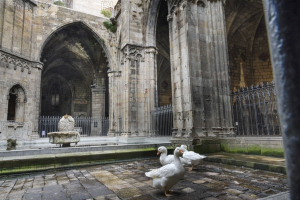 Cloister with garden, geese in the courtyard, Cathedral, Catedral de la Santa Creu i Santa Eulalia,