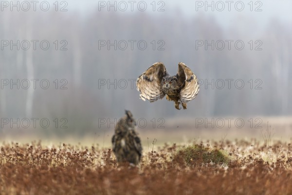 One female Eurasian Eagle Owl, Bubo bubo, sitting on a meadow and a male Eagle Owl flying over it.