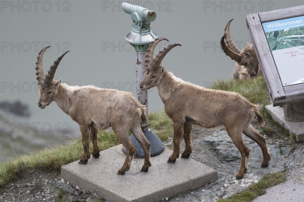 Some ibex (Capra ibex) walking along the Grossglockner High Alpine Road, looking interested on the