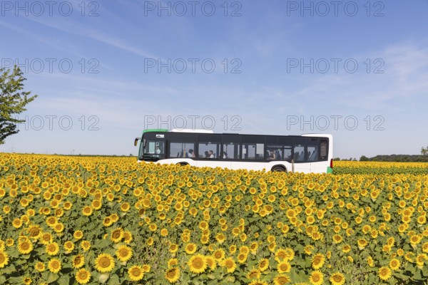VGM bus line 446 from Riesa to Meißen between sunflower fields near Hirschstein, Saxony, Germany,