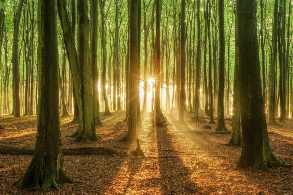 The setting sun shines brightly through a near-natural beech forest (Fagus sp.), Stubnitz forest