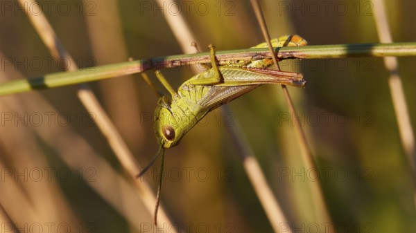 Close-up of a grasshopper (locusta) sitting on a plant in nature, Strofilia biotope, wetlands,