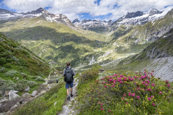 Mountaineer on hiking trail in front of picturesque mountain landscape with blooming alpine roses,