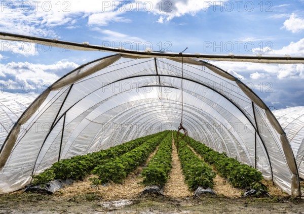 Agriculture, large areas with foil tunnels, for the cultivation of strawberries, wind farm, south